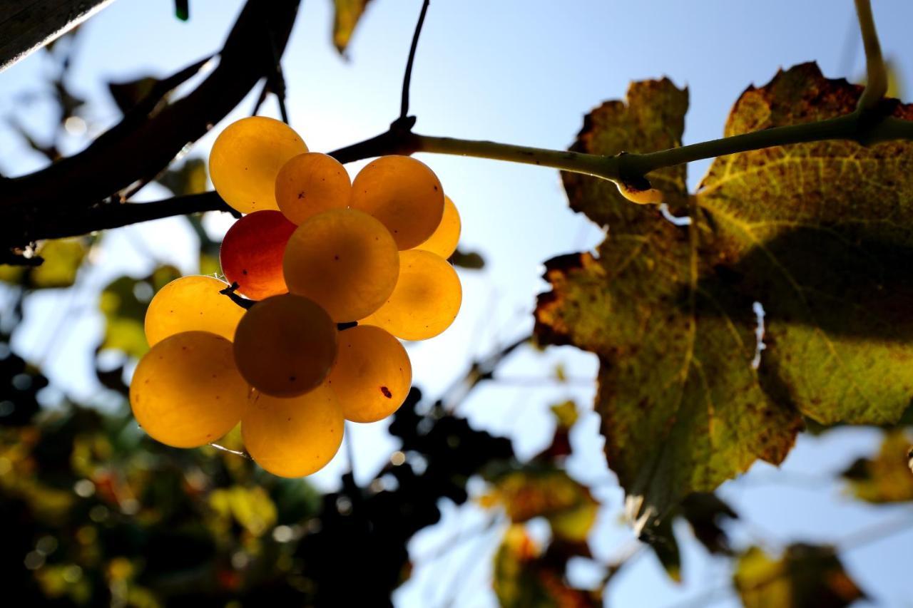 פאנצה Agriturismo Trere מראה חיצוני תמונה